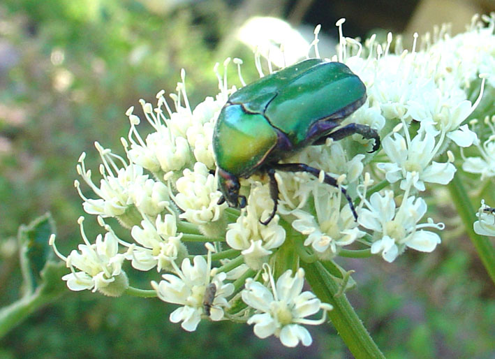 Cetoniidae: Protaetia cuprea cuprea